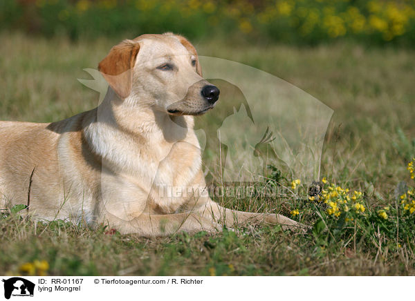 liegender Labrador Mischling / lying Mongrel / RR-01167