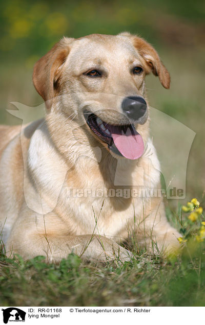 liegender Labrador Mischling / lying Mongrel / RR-01168