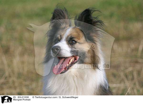 Sheltie-Mischling Portrait / Mongrel Portrait / SS-01006