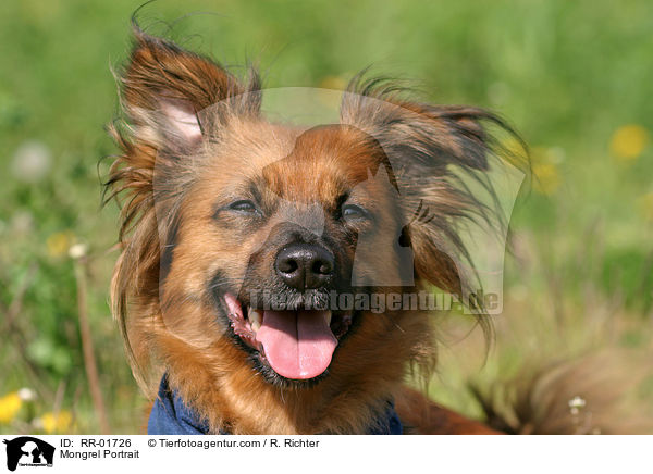 Mischling / Mongrel Portrait / RR-01726