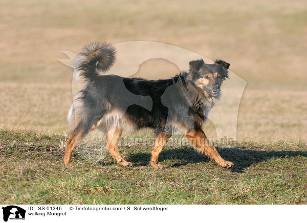 laufender Mischling / walking Mongrel / SS-01346