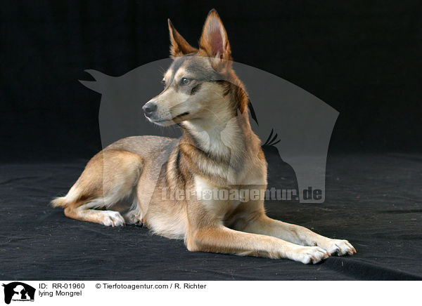 liegender Mischling / lying Mongrel / RR-01960