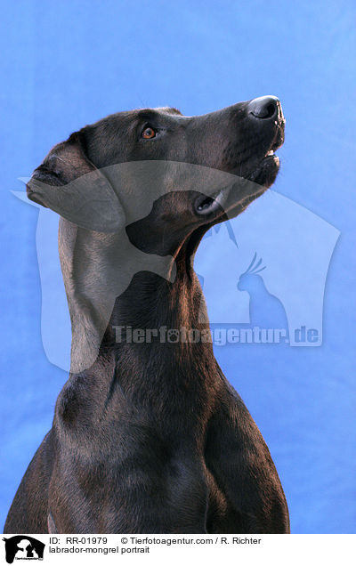 Labrador-Mischling im Portrait / labrador-mongrel portrait / RR-01979