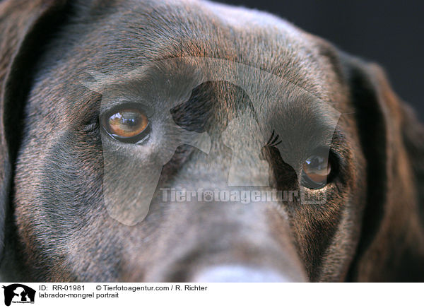 Labrador-Mischling im Portrait / labrador-mongrel portrait / RR-01981