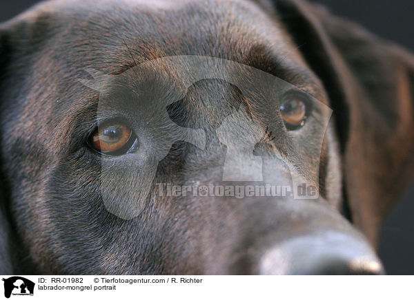 Labrador-Mischling im Portrait / labrador-mongrel portrait / RR-01982