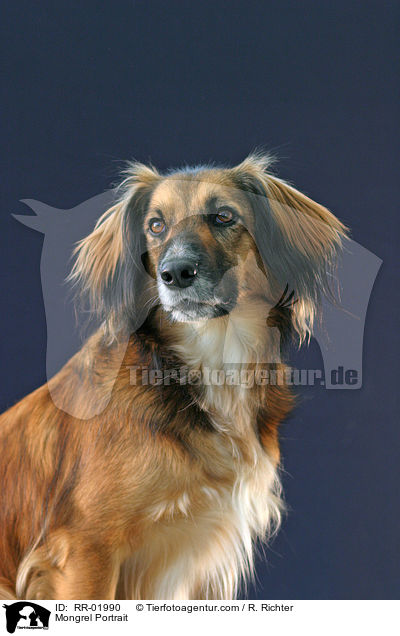 Mischling / Mongrel Portrait / RR-01990