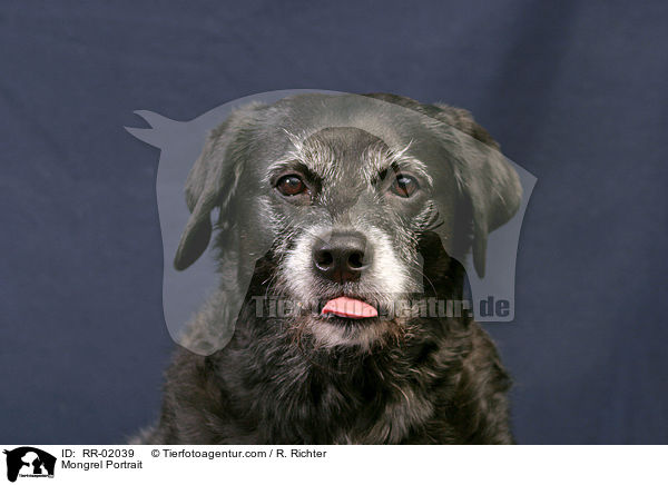 Mischling / Mongrel Portrait / RR-02039