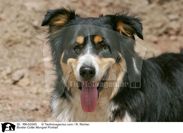 Border Collie Mischling Portrait / Border Collie Mongrel Portrait / RR-02065