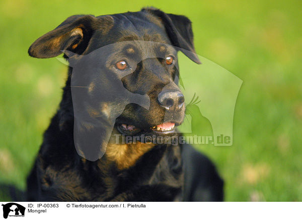 Mischling im Portrait / Mongrel / IP-00363