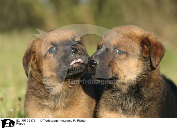 Rottweiler x Old English Mastiff Welpe / Puppy / RR-02876
