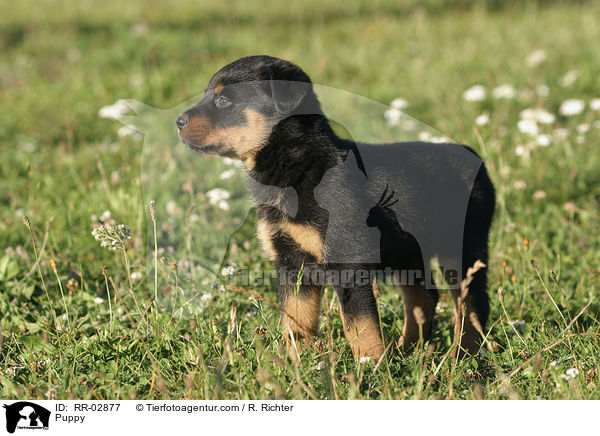 Rottweiler x Old English Mastiff Welpe / Puppy / RR-02877