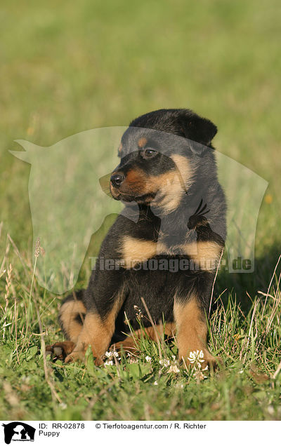 Rottweiler x Old English Mastiff Welpe / Puppy / RR-02878