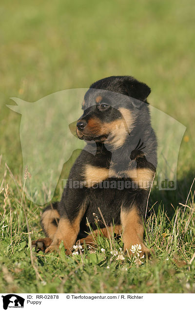 Rottweiler x Old English Mastiff Welpe / Puppy / RR-02878