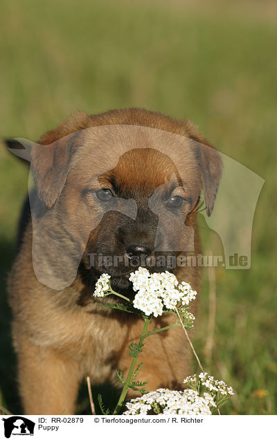 Rottweiler x Old English Mastiff Welpe / Puppy / RR-02879