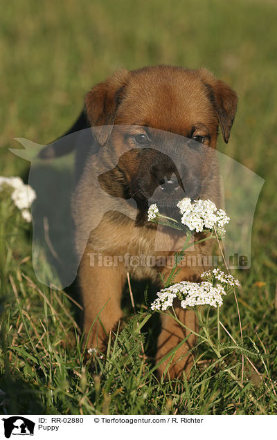 Rottweiler x Old English Mastiff Welpe / Puppy / RR-02880
