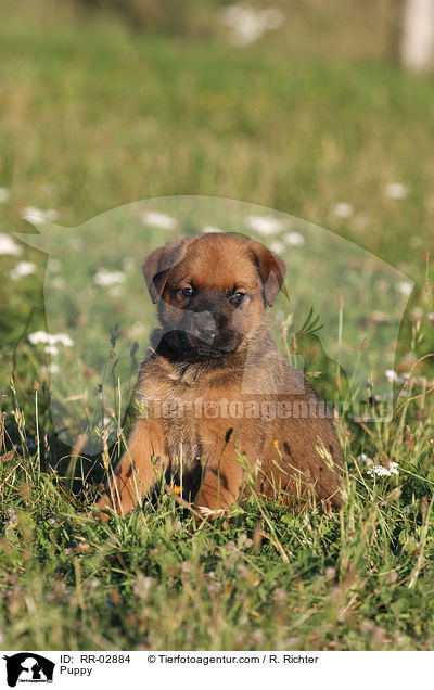 Rottweiler x Old English Mastiff Welpe / Puppy / RR-02884