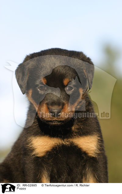 Rottweiler x Old English Mastiff Welpe / Puppy / RR-02885