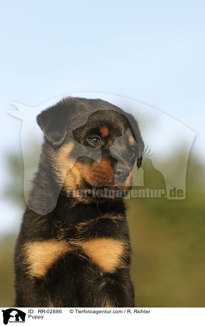 Rottweiler x Old English Mastiff Welpe / Puppy / RR-02886