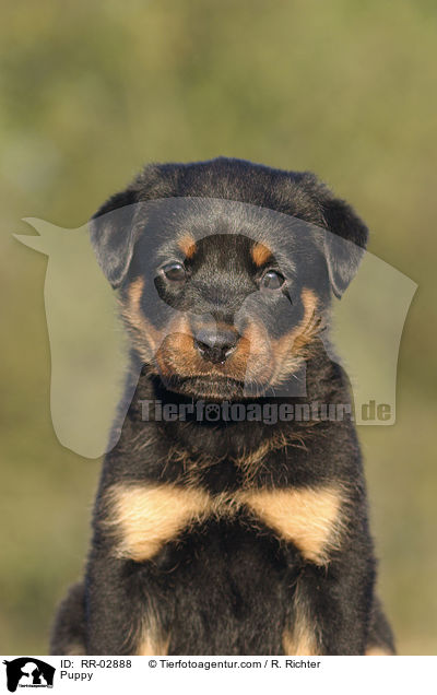 Rottweiler x Old English Mastiff Welpe / Puppy / RR-02888
