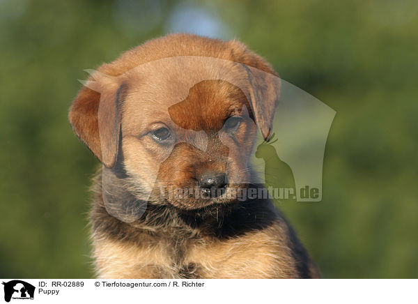 Rottweiler x Old English Mastiff Welpe / Puppy / RR-02889
