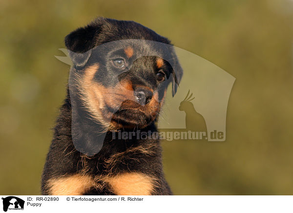 Rottweiler x Old English Mastiff Welpe / Puppy / RR-02890