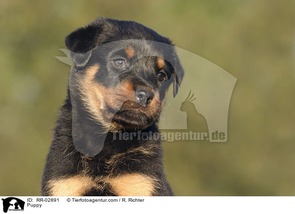 Rottweiler x Old English Mastiff Welpe / Puppy / RR-02891