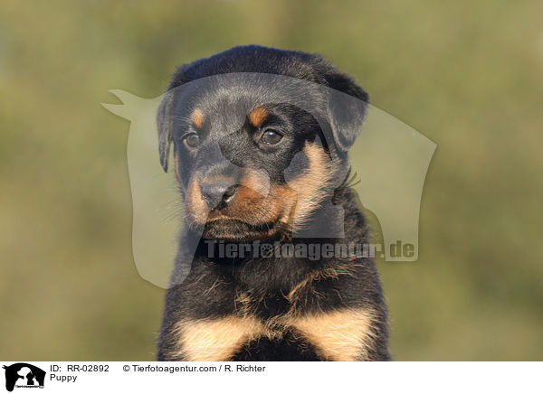 Rottweiler x Old English Mastiff Welpe / Puppy / RR-02892