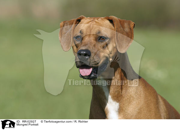 Mischling im Portrait / Mongrel Portrait / RR-02927