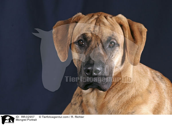 Mischling im Portrait / Mongrel Portrait / RR-02957