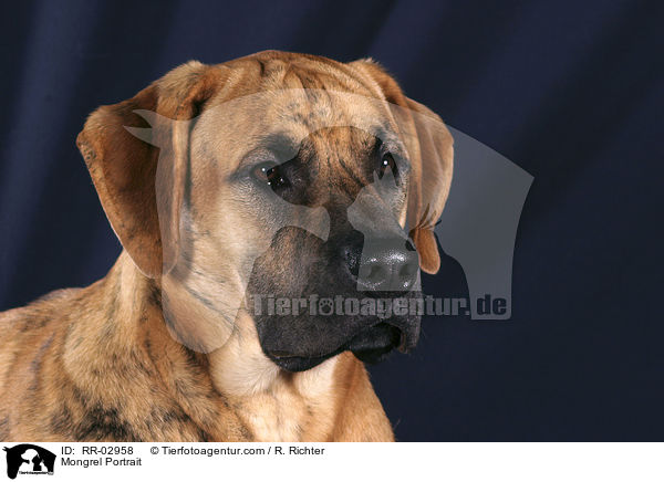 Mischling im Portrait / Mongrel Portrait / RR-02958