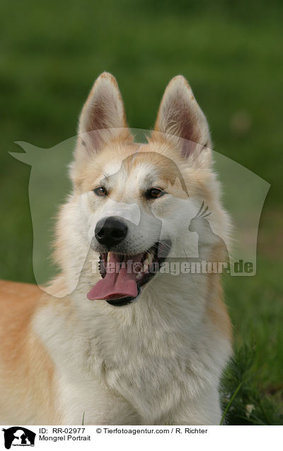 Portrait eines Husky Mischlings / Mongrel Portrait / RR-02977