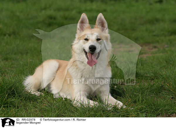 liegender Husky Mischling / liegender Mongrel / RR-02978