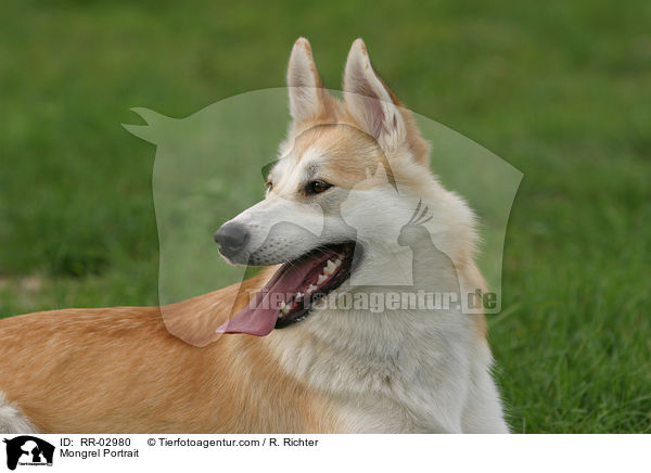 Portrait eines Husky Mischlings / Mongrel Portrait / RR-02980
