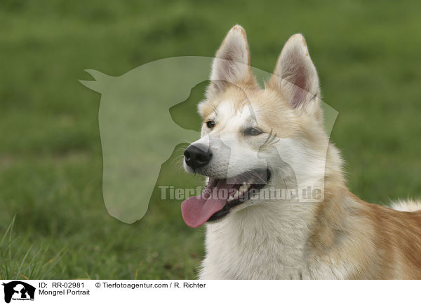 Portrait eines Husky Mischlings / Mongrel Portrait / RR-02981