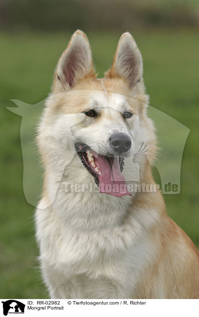 Portrait eines Husky Mischlings / Mongrel Portrait / RR-02982