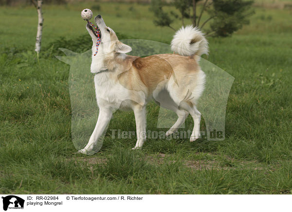 spielender Mischling / playing Mongrel / RR-02984
