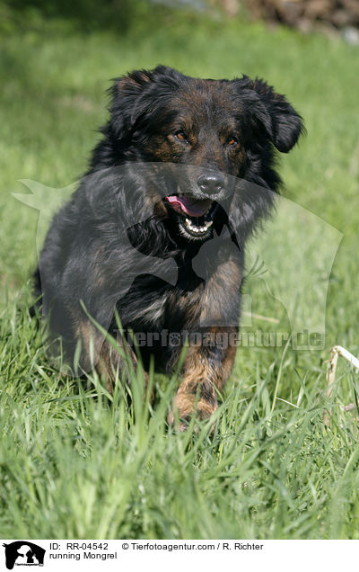 rennender Mischling / running Mongrel / RR-04542