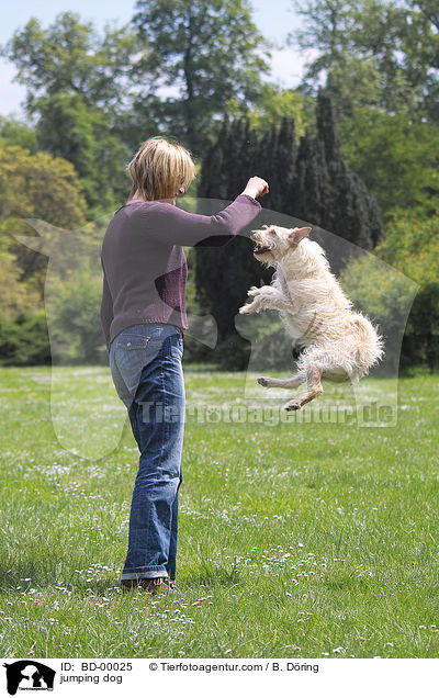 Hund springt auf Kommando / jumping dog / BD-00025