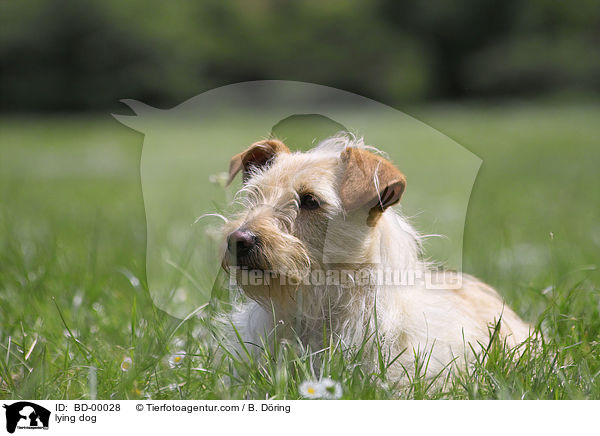liegender Hund / lying dog / BD-00028