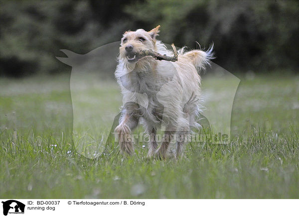 rennender Hund / running dog / BD-00037