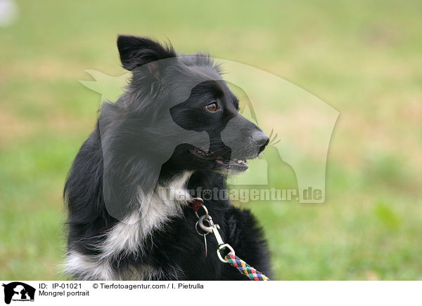 Mischling Portrait / Mongrel portrait / IP-01021