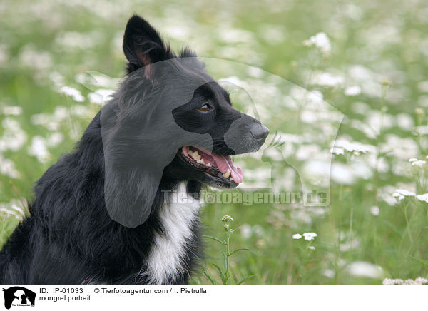 Mischling Portrait / mongrel portrait / IP-01033