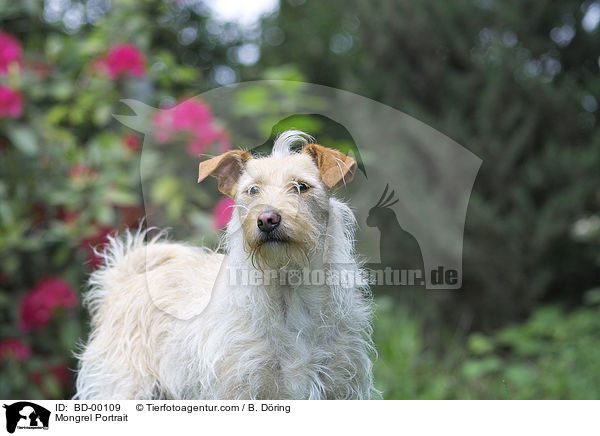 Terrier Mischling / Mongrel Portrait / BD-00109