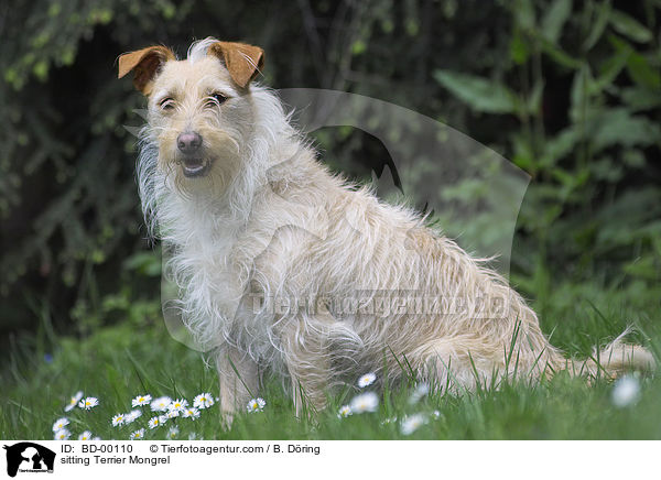 sitzender Terrier Mischling / sitting Terrier Mongrel / BD-00110