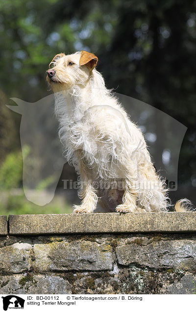 sitzender Terrier Mischling / sitting Terrier Mongrel / BD-00112