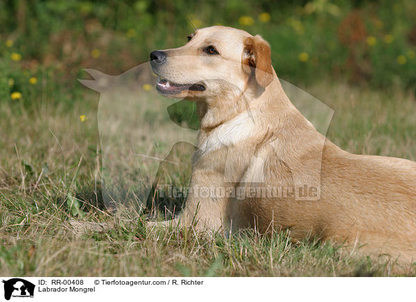 Labrador Mischling / Labrador Mongrel / RR-00408