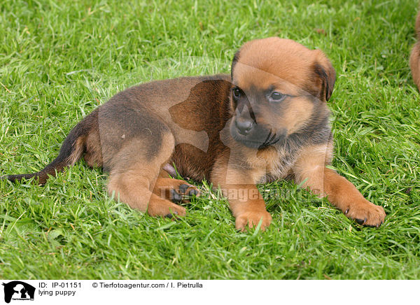 Welpe liegt im Gras / lying puppy / IP-01151