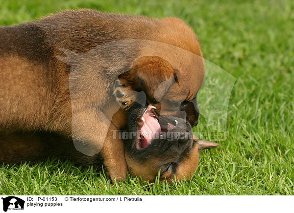 spielende Welpen / playing puppies / IP-01153