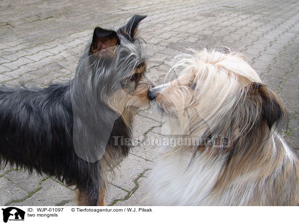 Zwei Mischlinge begren sich / two mongrels / WJP-01097