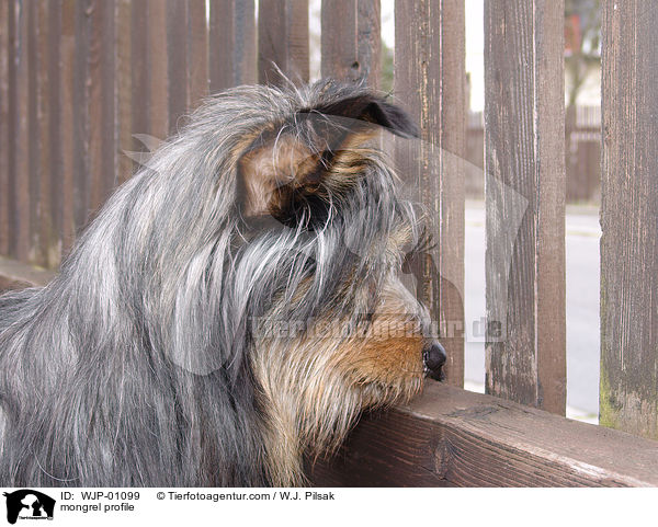 Mischling im Profil / mongrel profile / WJP-01099